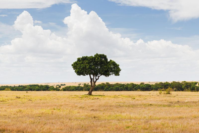 park narodowy kenia
